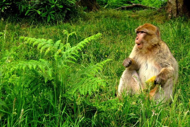 Barbary macaques - image #299367 gratis