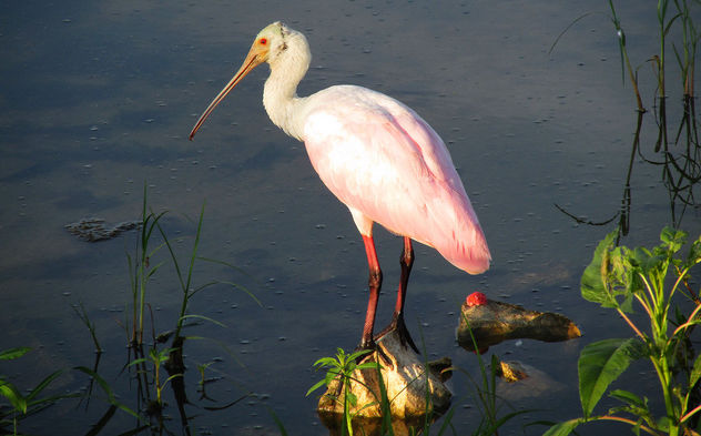 Spoonbill Catching Some Early Morning Sun - image #299387 gratis