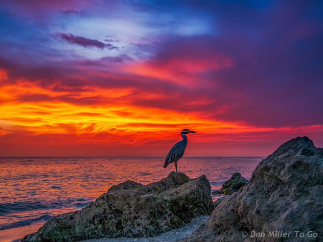 Yellow-crowned Night Heron at Sunset - image #299507 gratis