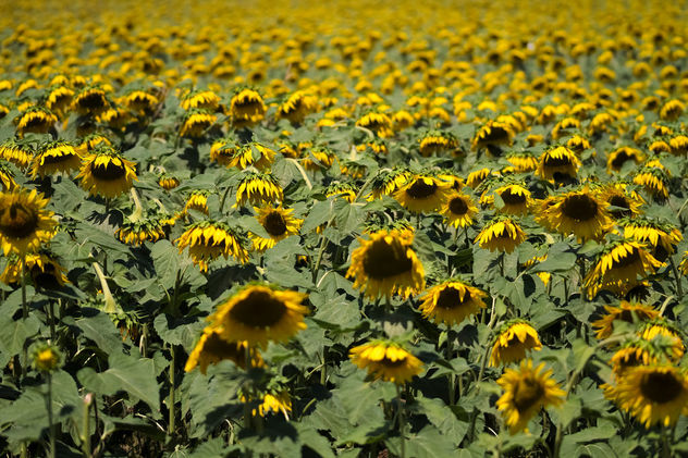 Sad Sunflowers - image gratuit #299637 