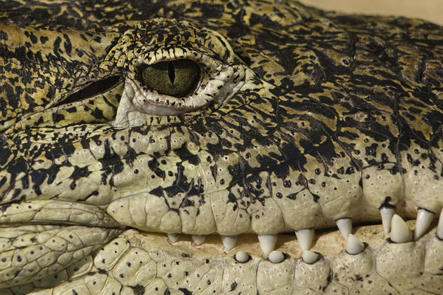 Alligator eye and teeth detail - бесплатный image #299667