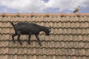 Goat on a roof - image #299707 gratis