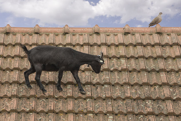 Goat on a roof - Kostenloses image #299707