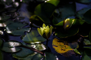 late afternoon lily - image gratuit #299877 