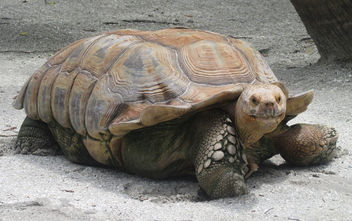 galapagos tortoise - image gratuit #299997 