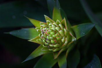 At Singpore Botanic Gardens - Free image #300097