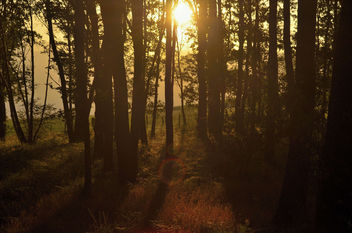 Bosque al atarceder - image gratuit #300247 