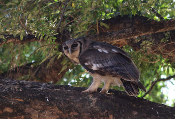 Verreaux's eagle-owl, or giant eagle owl, Bubo lacteus eating a snake at Pafuri, Kruger National Park, South Africa - image gratuit #300417 