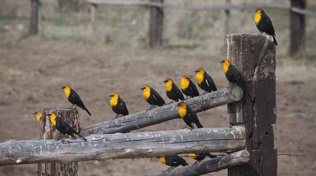 Yellow-headed black birds at Cokeville Meadows - бесплатный image #300547