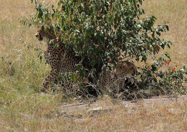 Kenya (Masai Mara) Invisible cheetahs always alert - бесплатный image #300557