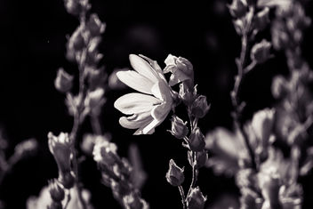 Black light flower - бесплатный image #300567