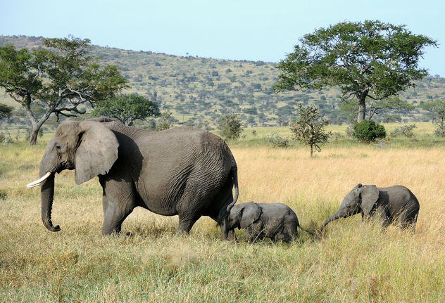 Tanzania (Serengeti National Park) Baby elaphants follow their mum - image gratuit #300697 