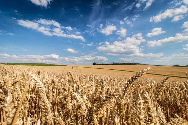Wheat as far the eye can see - image gratuit #300877 