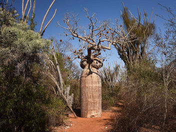 Baobab, Spiny Forest, Madagascar - Kostenloses image #301127