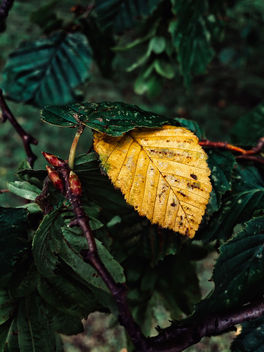 Yellow leaf - Free image #301197