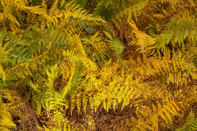 autumn ferns - image gratuit #301217 