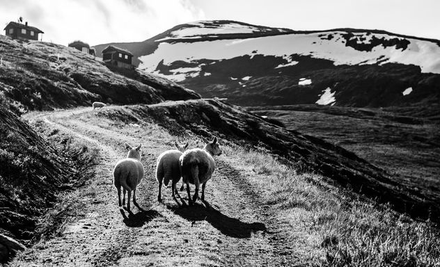 The three sheep - image gratuit #301227 