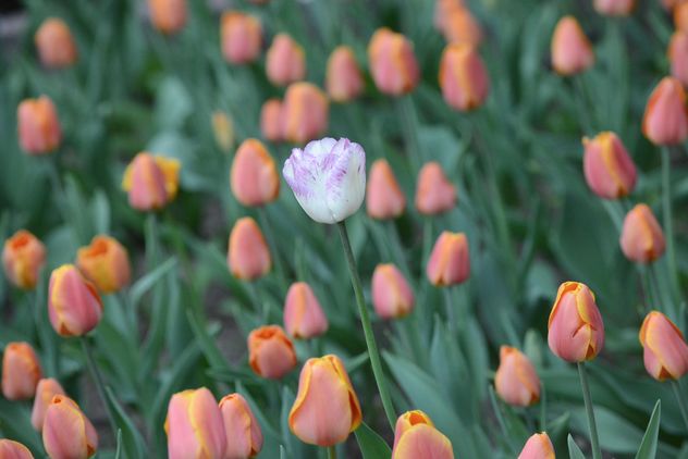 One white tulip in a field of orange tulips - бесплатный image #301377
