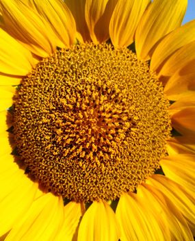 Sun flower closeup - Free image #301397