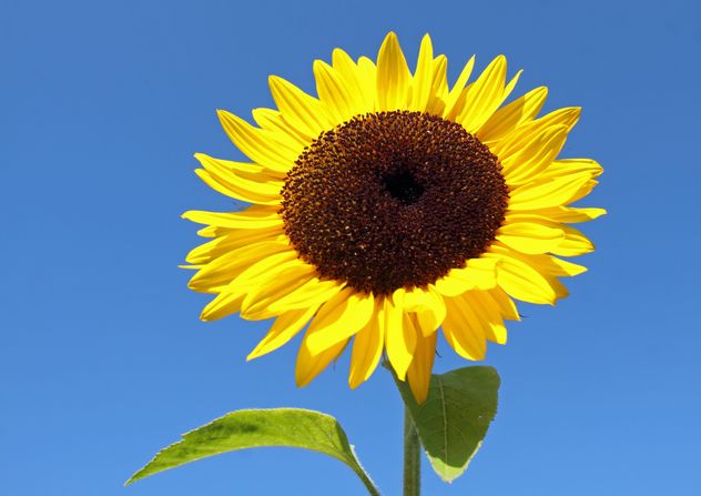Sunflower - image gratuit #301407 