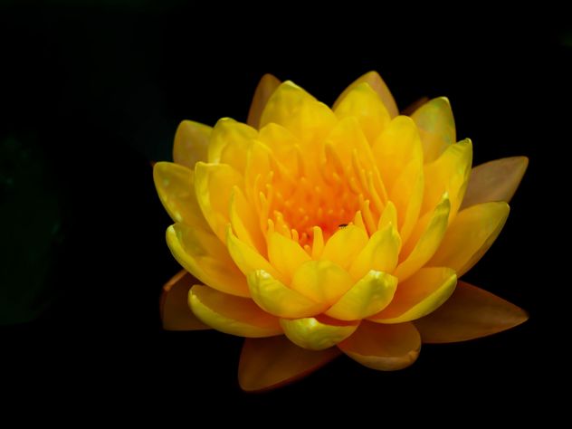 Yellow Water lily - image #301417 gratis