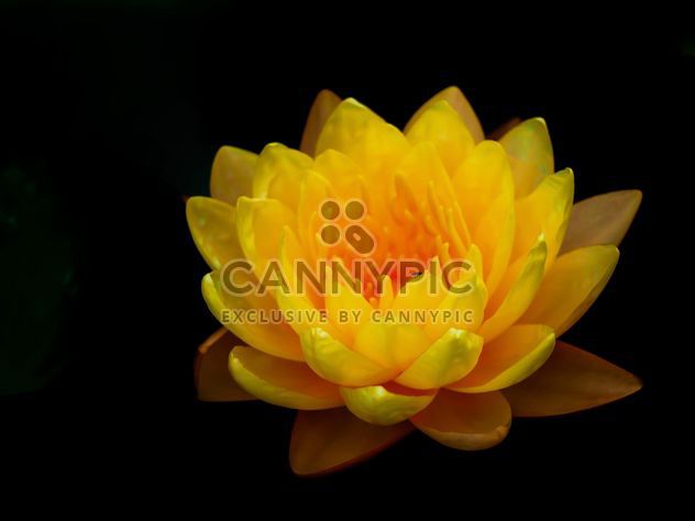 Yellow Water lily - image gratuit #301417 