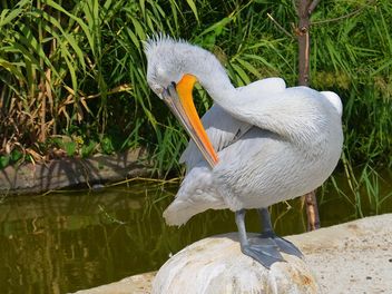 American pelican rests - бесплатный image #301607