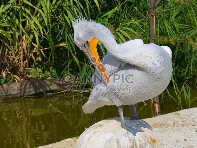 American pelican rests - Kostenloses image #301607