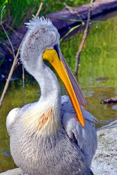 American pelican portrait - image #301637 gratis