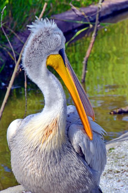 American pelican portrait - Kostenloses image #301637