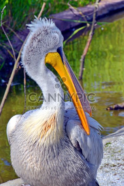American pelican portrait - image gratuit #301637 