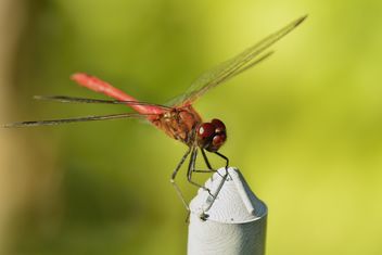 Dragonfly with beautifull wings - image #301647 gratis