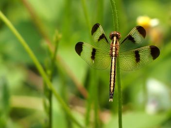 Dragonfly with beautifull wings - image #301747 gratis