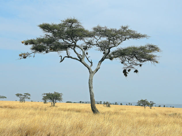 Tanzania (Serengeti National Park) Unique Sausage Tree - Free image #301937