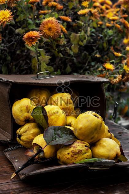 Ripe quinces in handbag - image gratuit #302057 