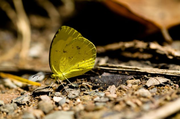 Yellow butterfly on ground - image #303767 gratis
