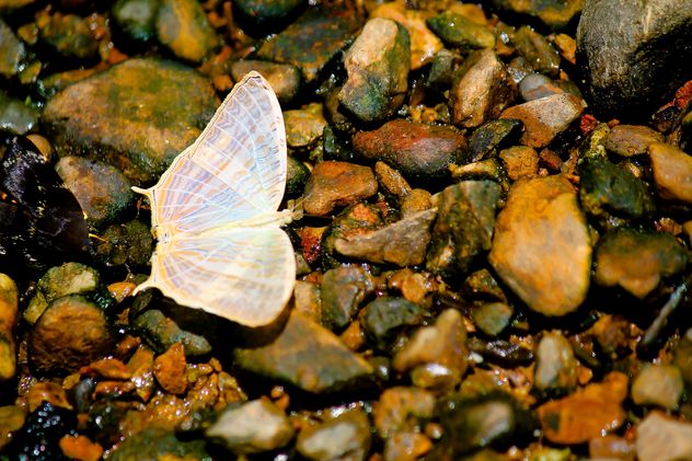 White butterfly on stones - Free image #303777