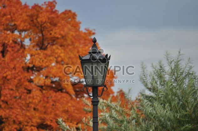 Lantern on a background of yellow foliage - image #303807 gratis