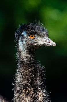 Emu - image gratuit #303917 