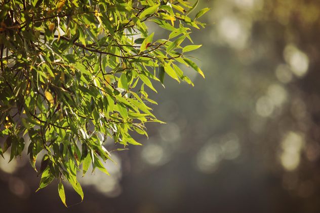 Green leaves on a tree - image gratuit #303967 