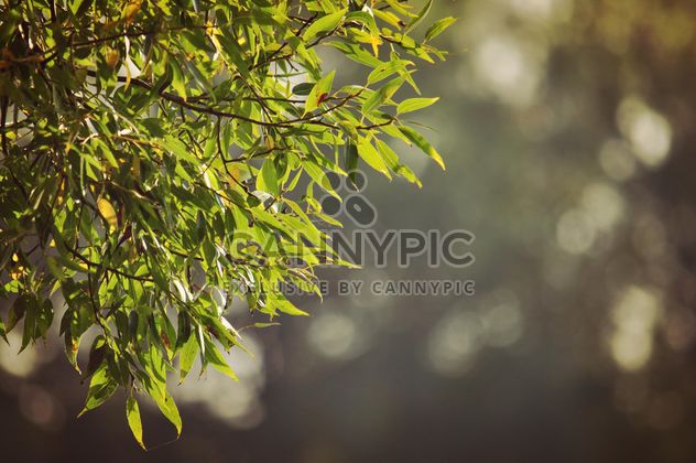 Green leaves on a tree - бесплатный image #303967