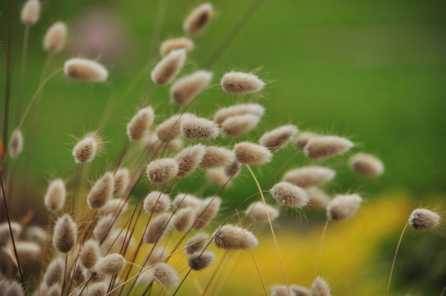 withered grass in focus sunlight - image gratuit #303997 