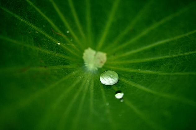 Drop water on the leaf lotus - бесплатный image #304457