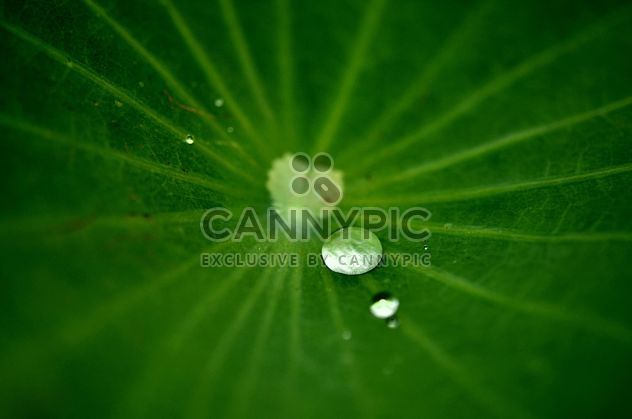 Drop water on the leaf lotus - Free image #304457