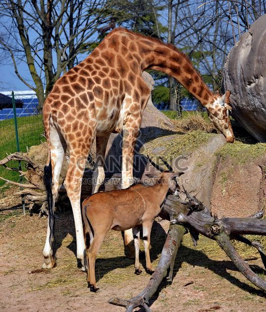 giraffe and antelope in park - бесплатный image #304507