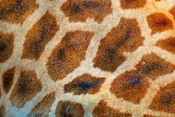 Giraffe spots - Kostenloses image #304517