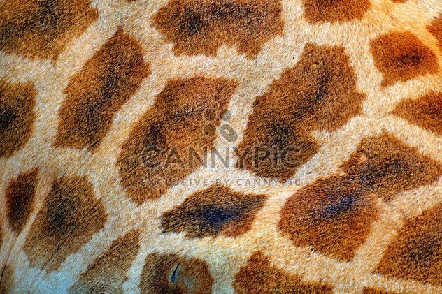 Giraffe spots - Free image #304517