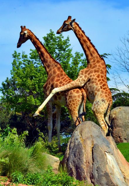 giraffes mature - image gratuit #304527 
