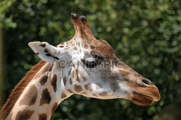 Giraffe portrait - Free image #304547