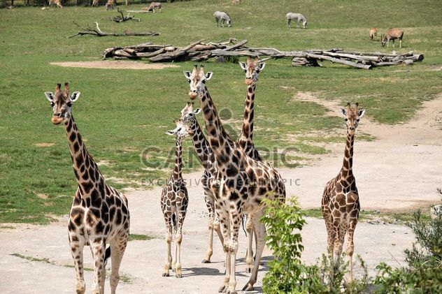 Giraffes in park - image #304557 gratis